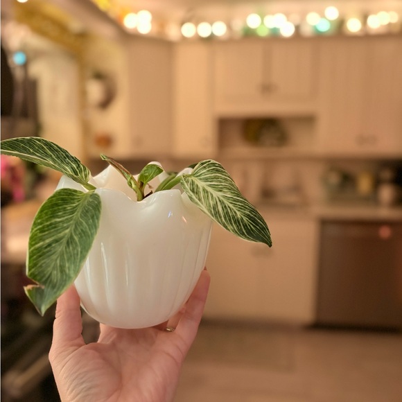 Vintage Milk Glass Rose Bowl with Scalloped Edging - Picture 4 of 5